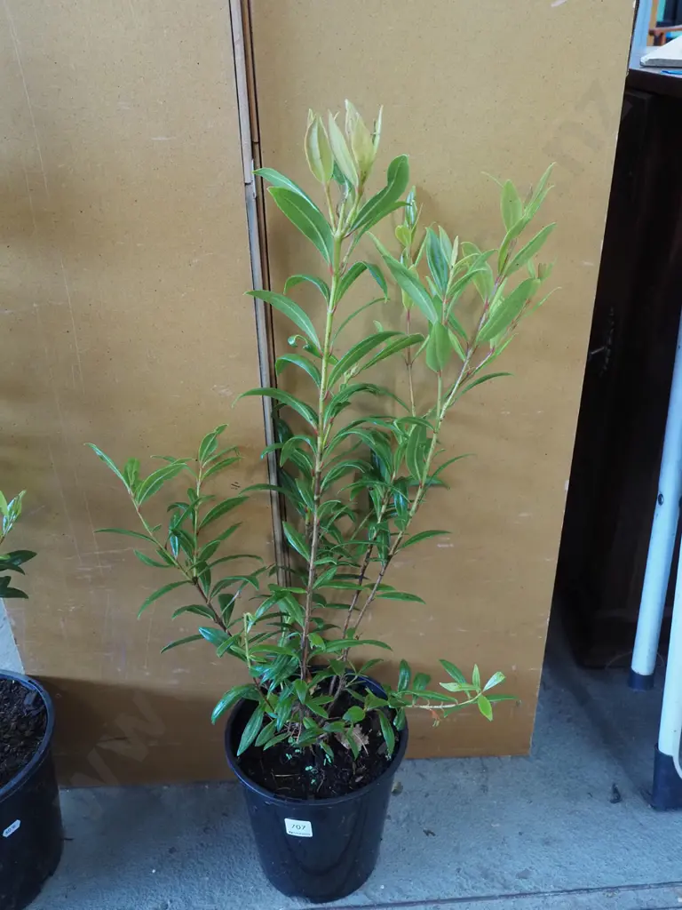 potted pohutukawa Image 1++
