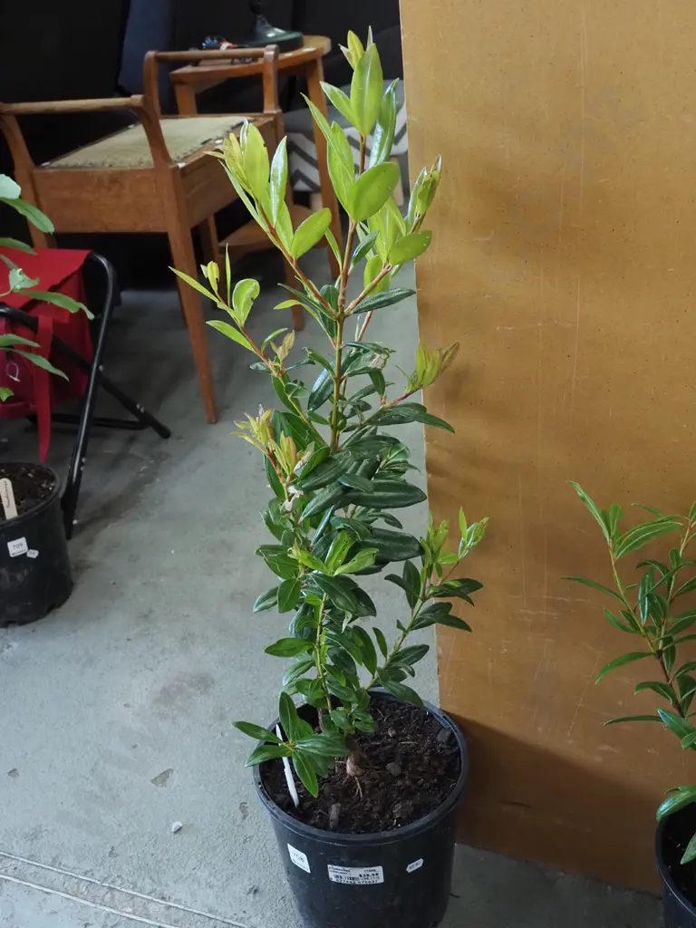 potted pohutukawa Image 1++