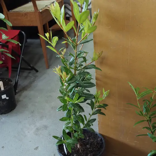 potted pohutukawa