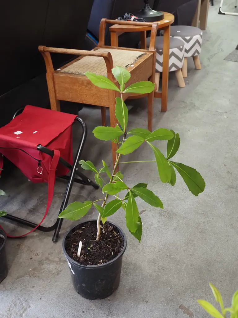 potted pseudopanax Image 1++