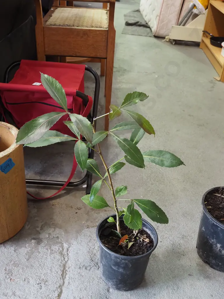 potted pseudopanax Image 1++