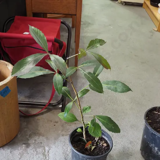 potted pseudopanax