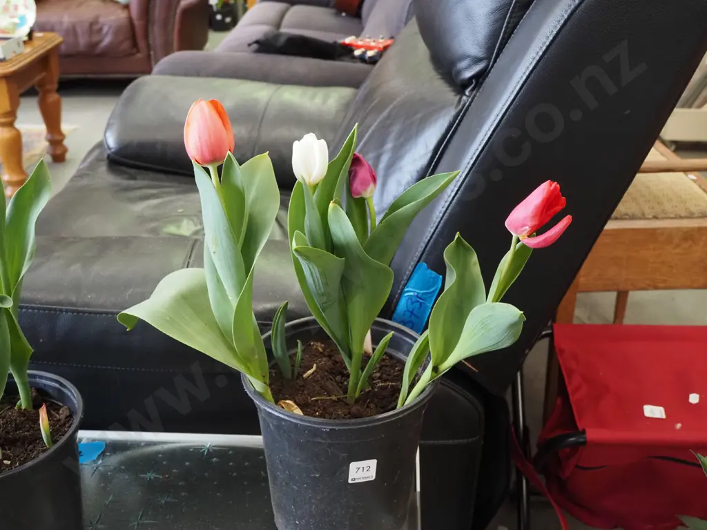 potted tulips Image 1++