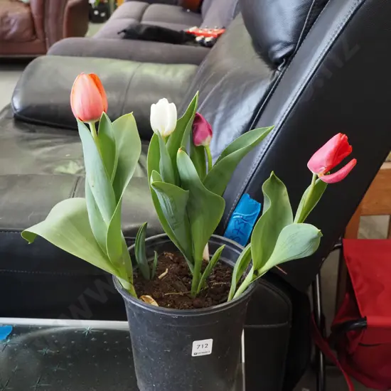 potted tulips