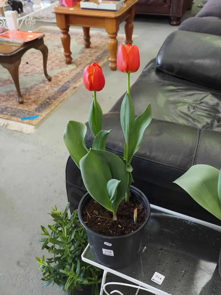 potted tulips Image 1++