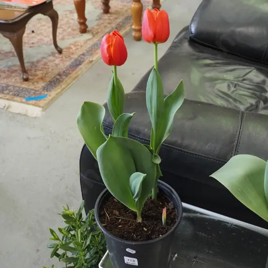 potted tulips