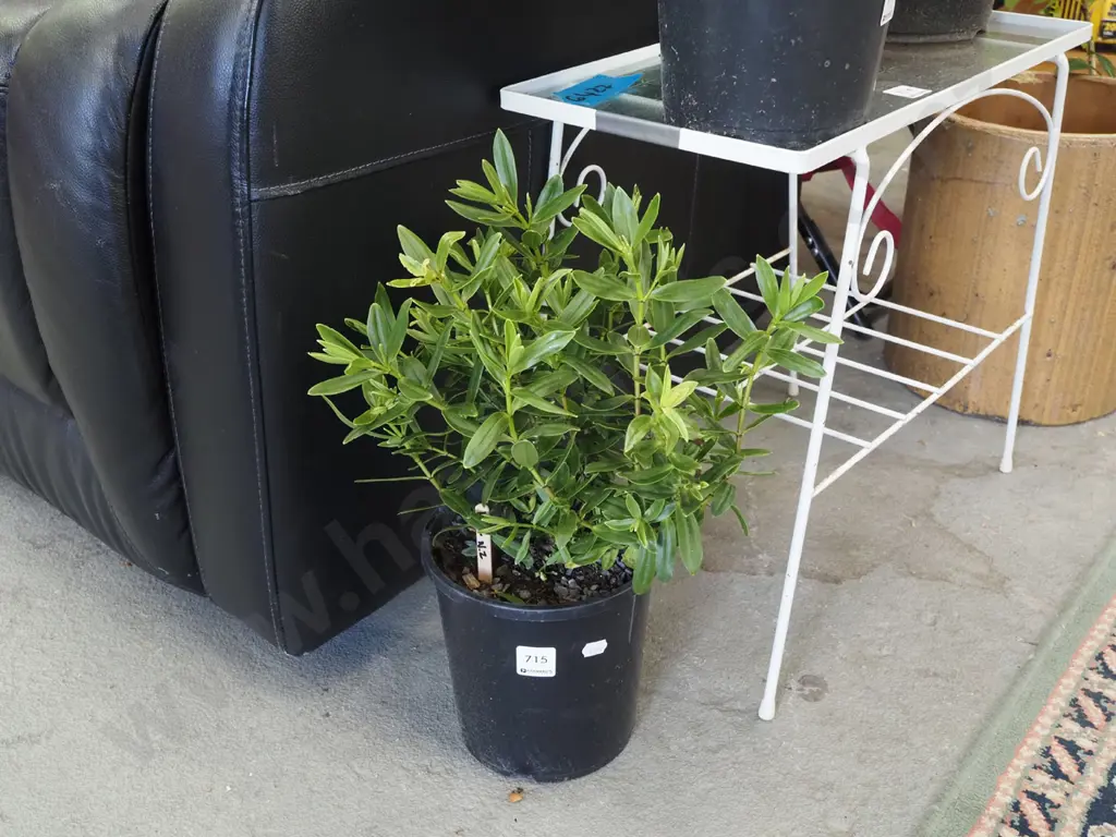 potted NZ hebe Image 1++