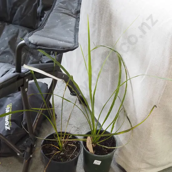 2x potted cabbage trees