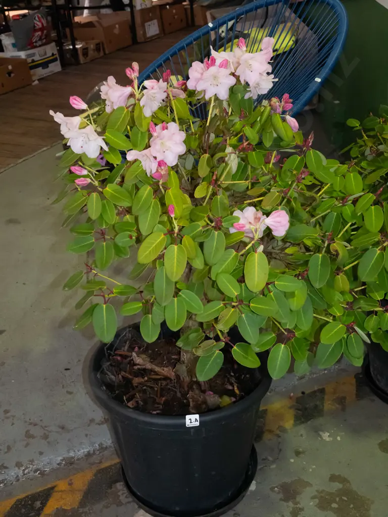 potted pink flowering rhododendron Plant H900 Image 1++