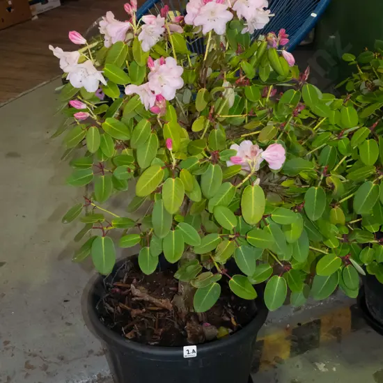 potted pink flowering rhododendron Plant H900