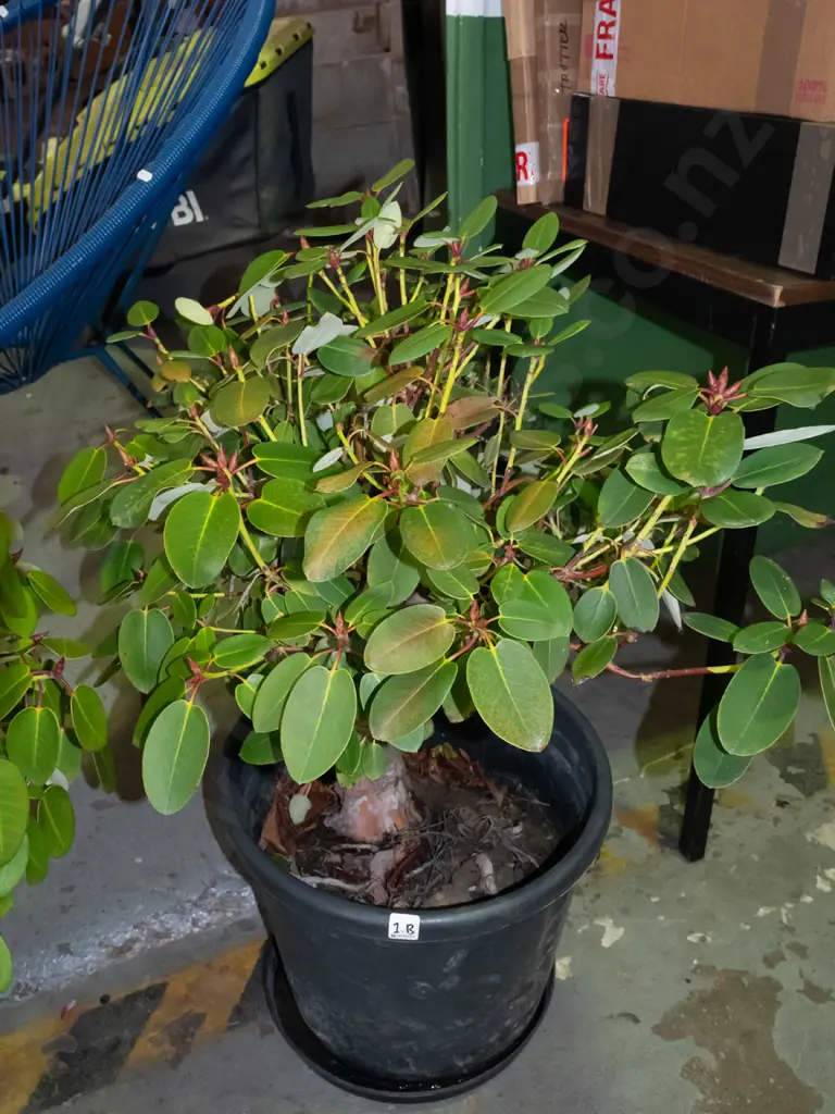 potted flowering rhododendron Plant H640 Image 1++