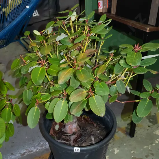 potted flowering rhododendron Plant H640