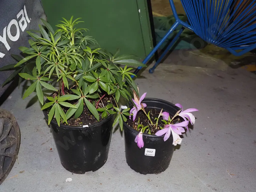 potted peony, potted hellebore Image 1++