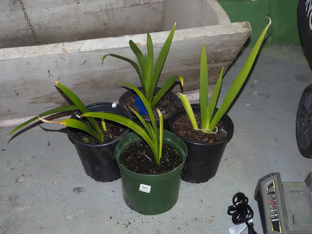 4x potted irises Image 1++