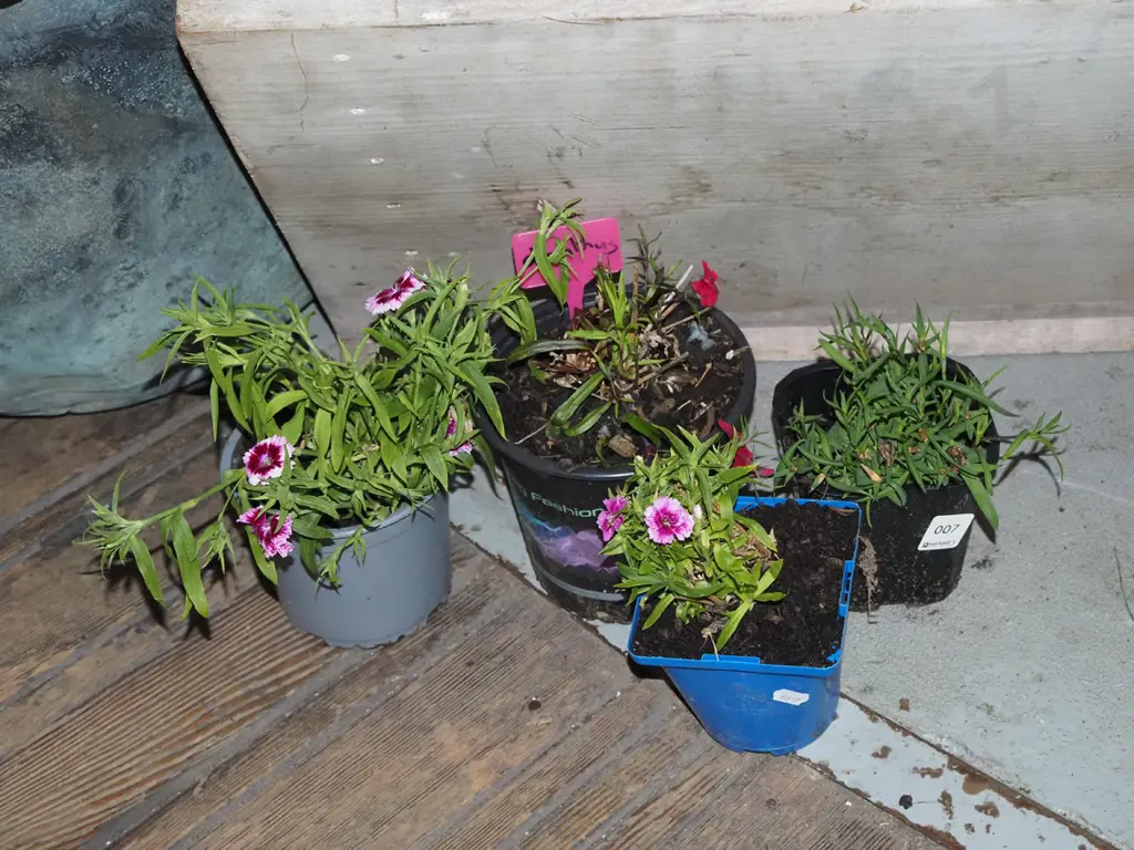 4x potted dianthus Image 1++
