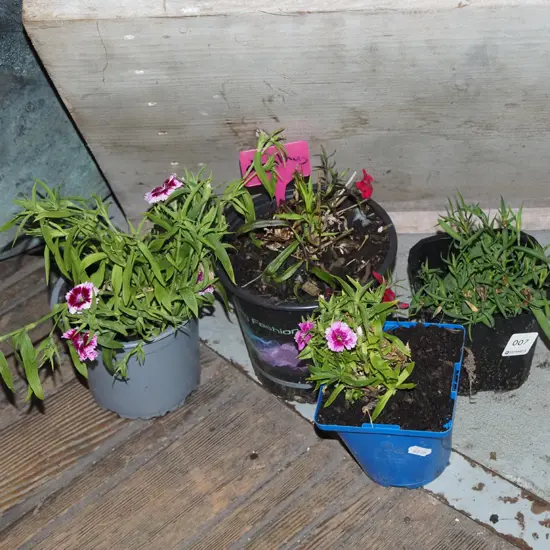 4x potted dianthus