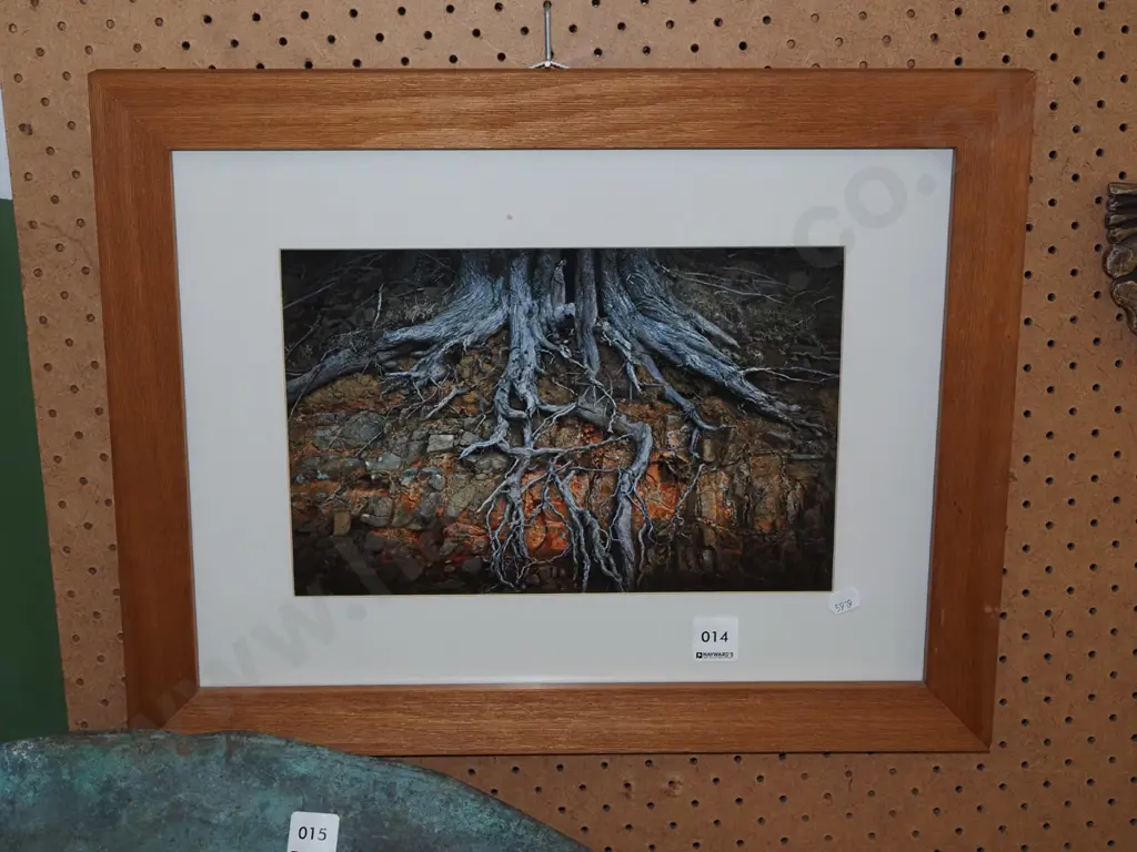 framed photo - tree roots Image 1++