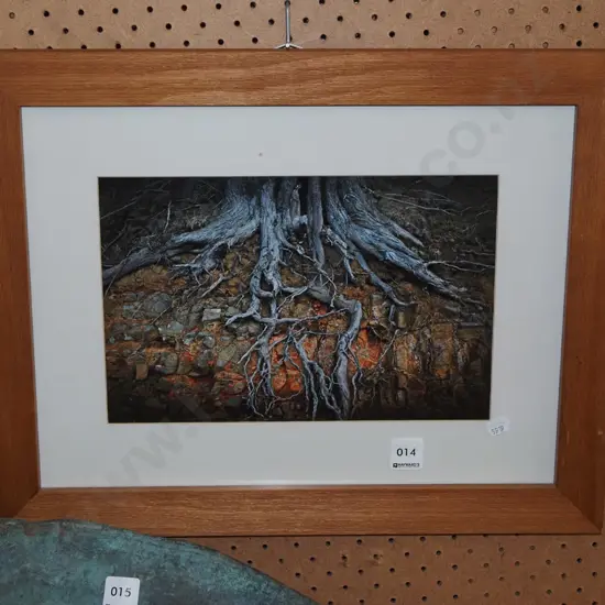 framed photo - tree roots