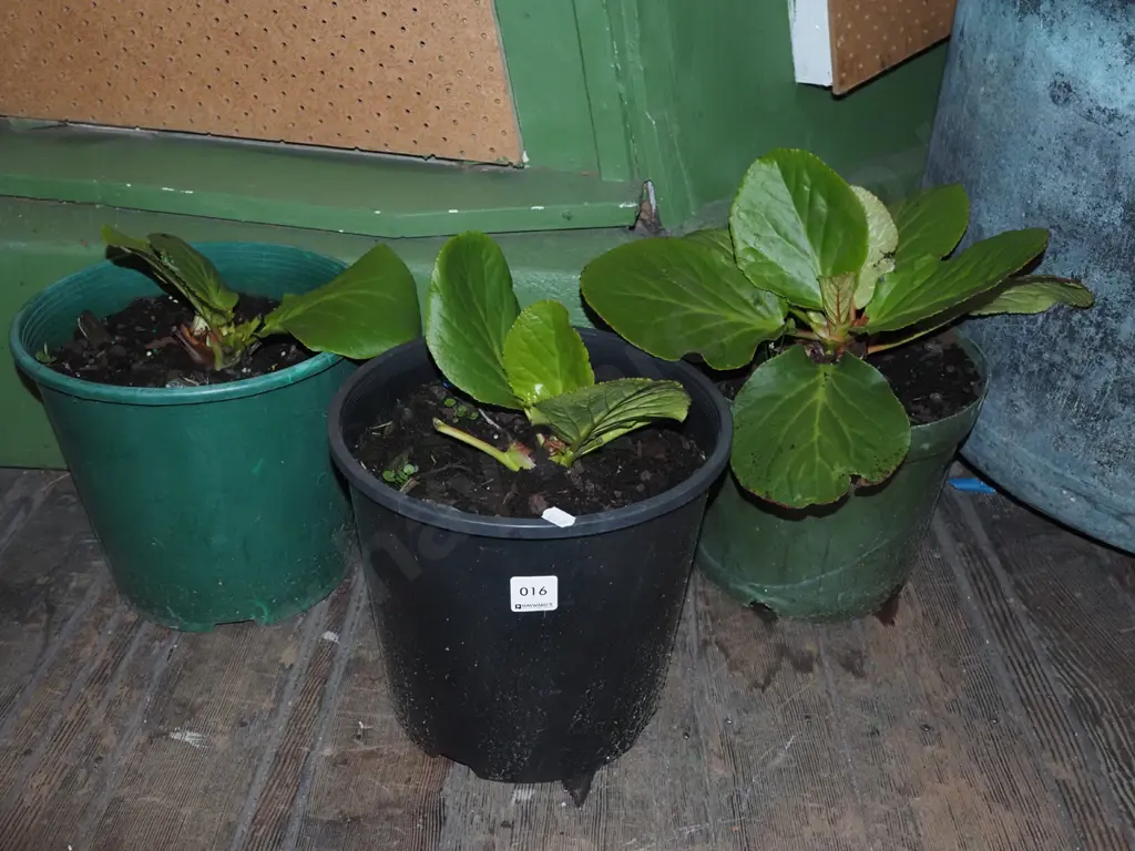 3x potted begonia Image 1++