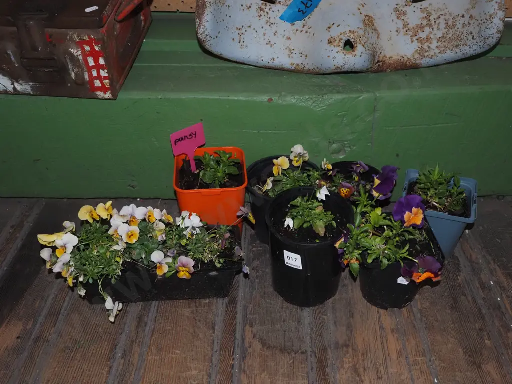 assorted potted pansies Image 1++