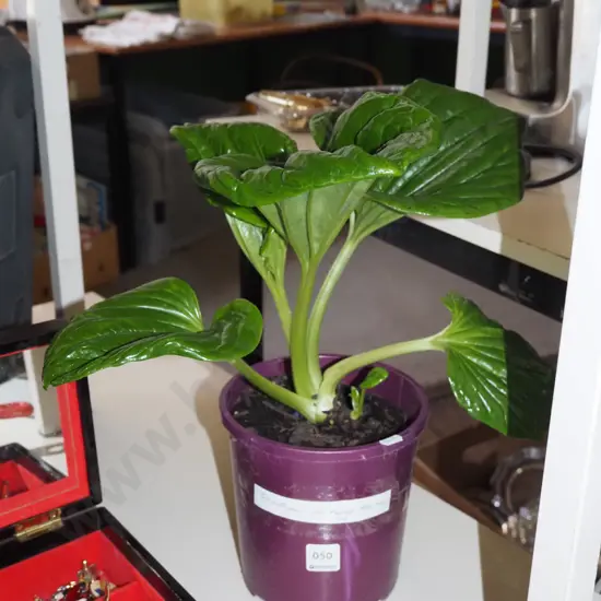 potted Chatham Island forget me not