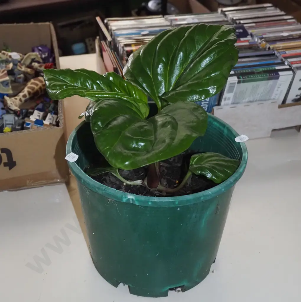 potted Chatham Island forget me not Image 1++