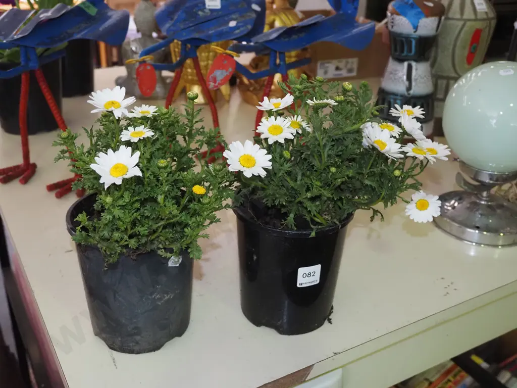 2x potted daisies Image 1++