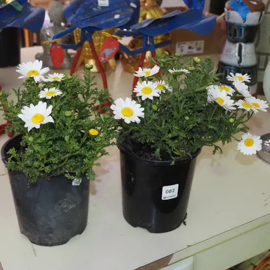 2x potted daisies