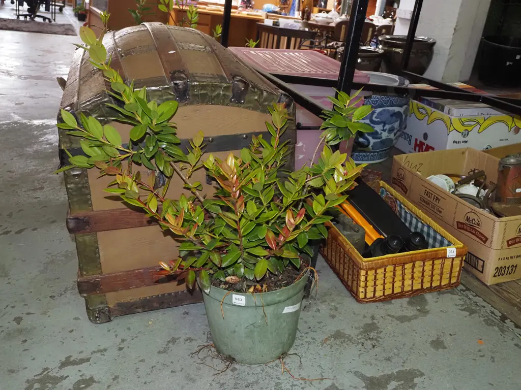 potted pohutukawa Image 1++