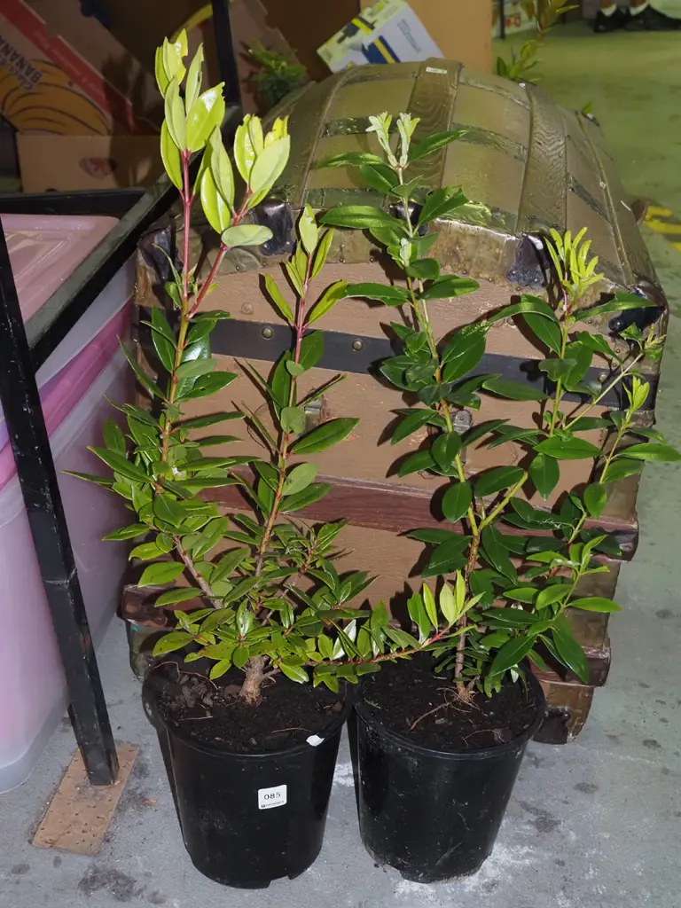 2x potted pohutukawa Image 1++