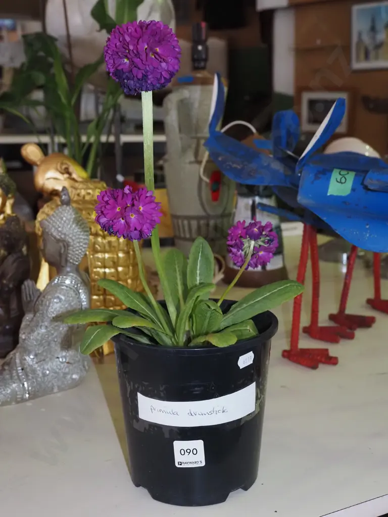 potted primula Image 1++