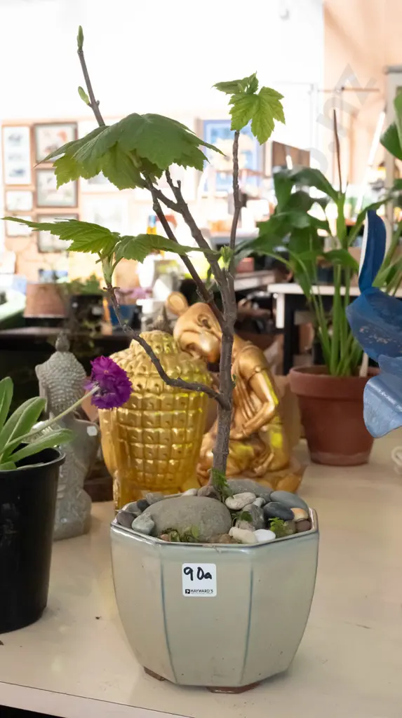 glazed planter with maple bonsai Image 1++