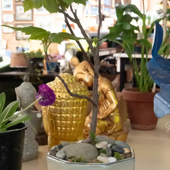 glazed planter with maple bonsai