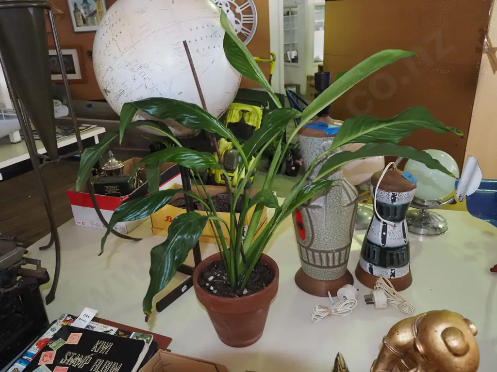 peace lily in terracotta planter Image 1++