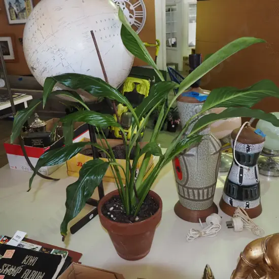 peace lily in terracotta planter