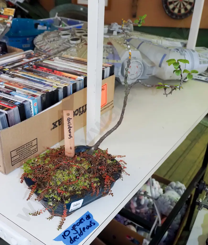 small 10 year old bonsai - deciduous - quince family Image 1++
