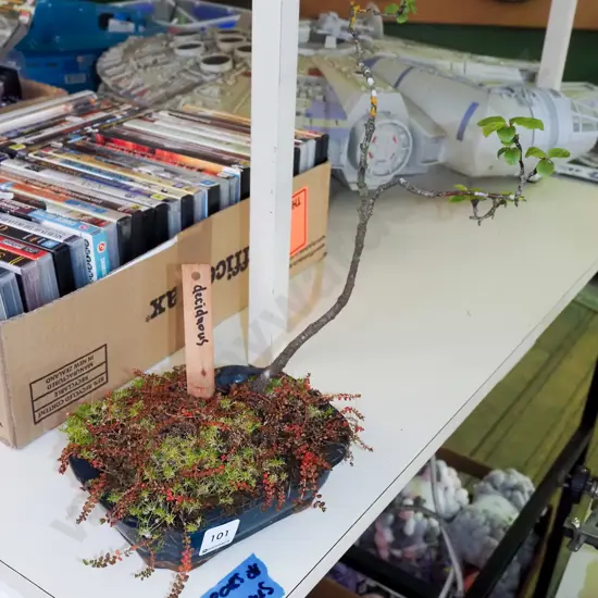 small 10 year old bonsai - deciduous - quince family