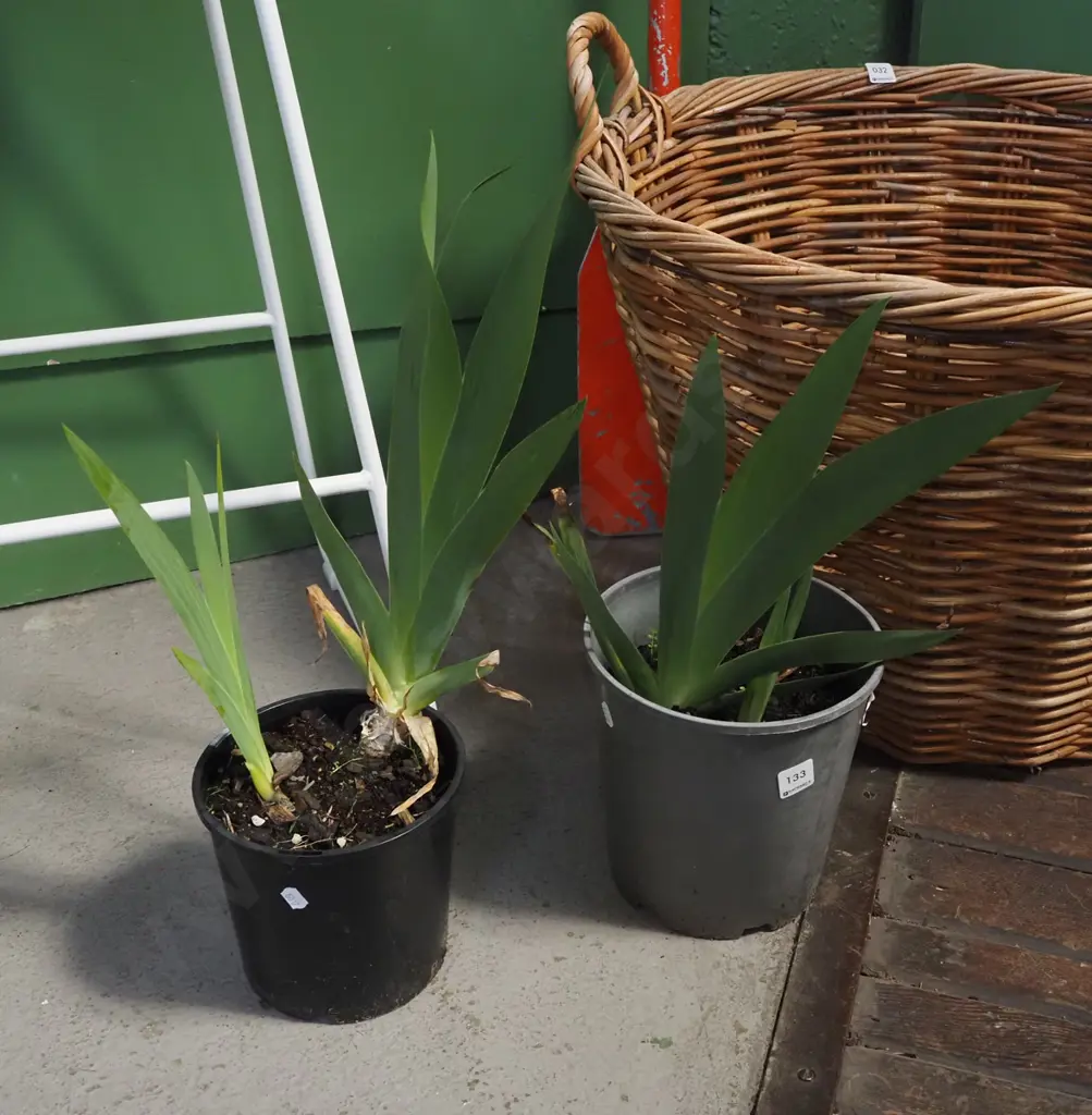 2x potted purple irises Image 1++