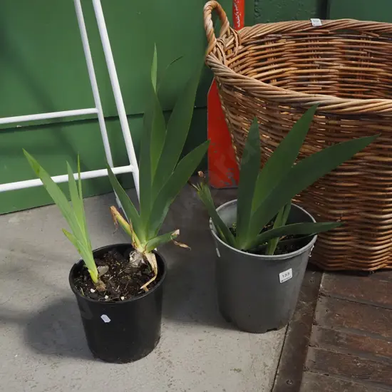 2x potted purple irises
