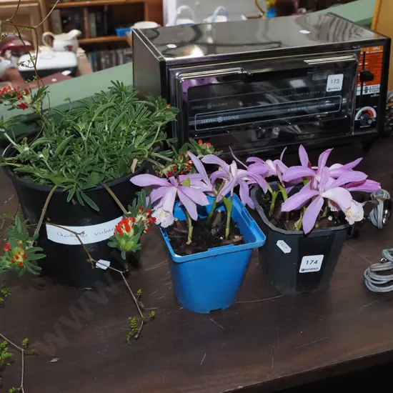 2x potted peonies, potted anthyllis vulneraria