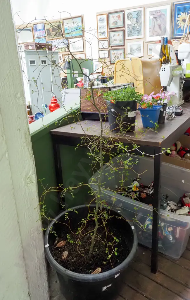 large potted contorted kowhai Plant H1070 Image 1++