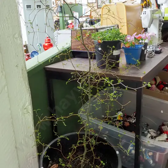 large potted contorted kowhai Plant H1070