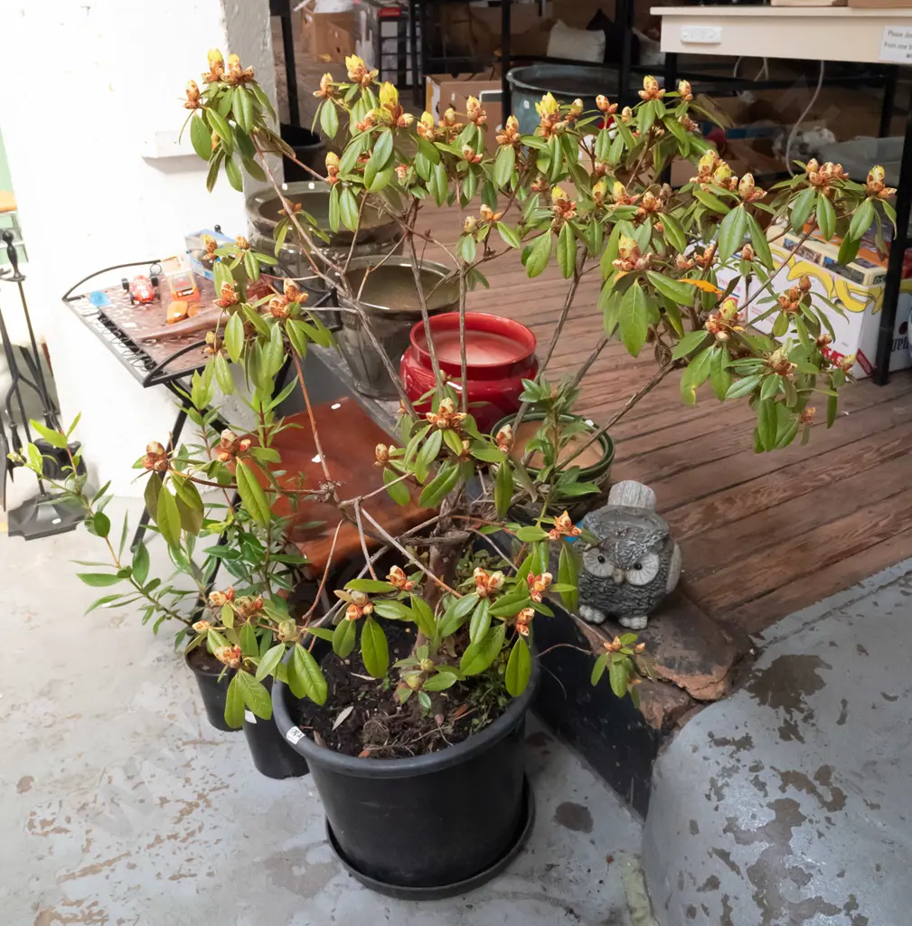 potted flowering rhododendron Plant H900 Image 1++