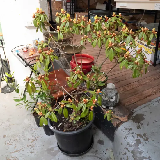 potted flowering rhododendron Plant H900