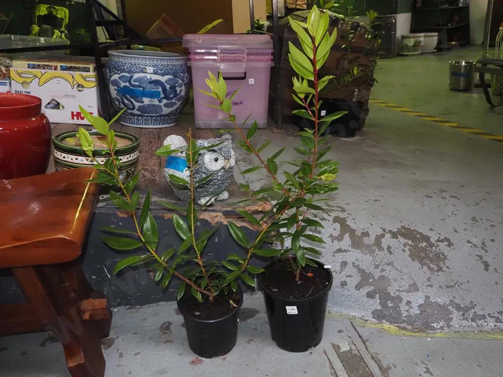 2x potted pohutukawa Image 1++