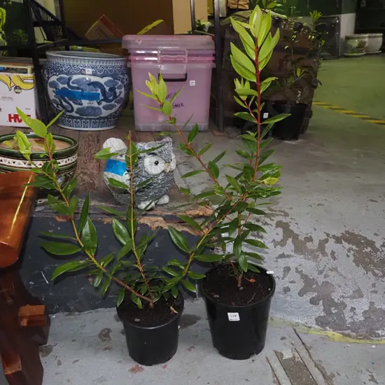 2x potted pohutukawa