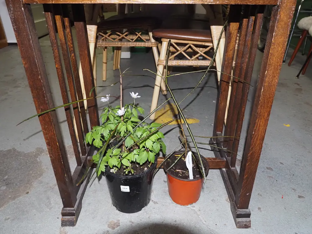 2x potted lancewoods Image 1++
