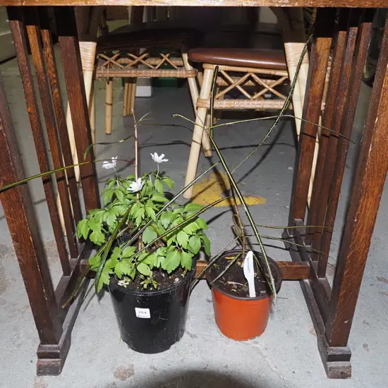 2x potted lancewoods