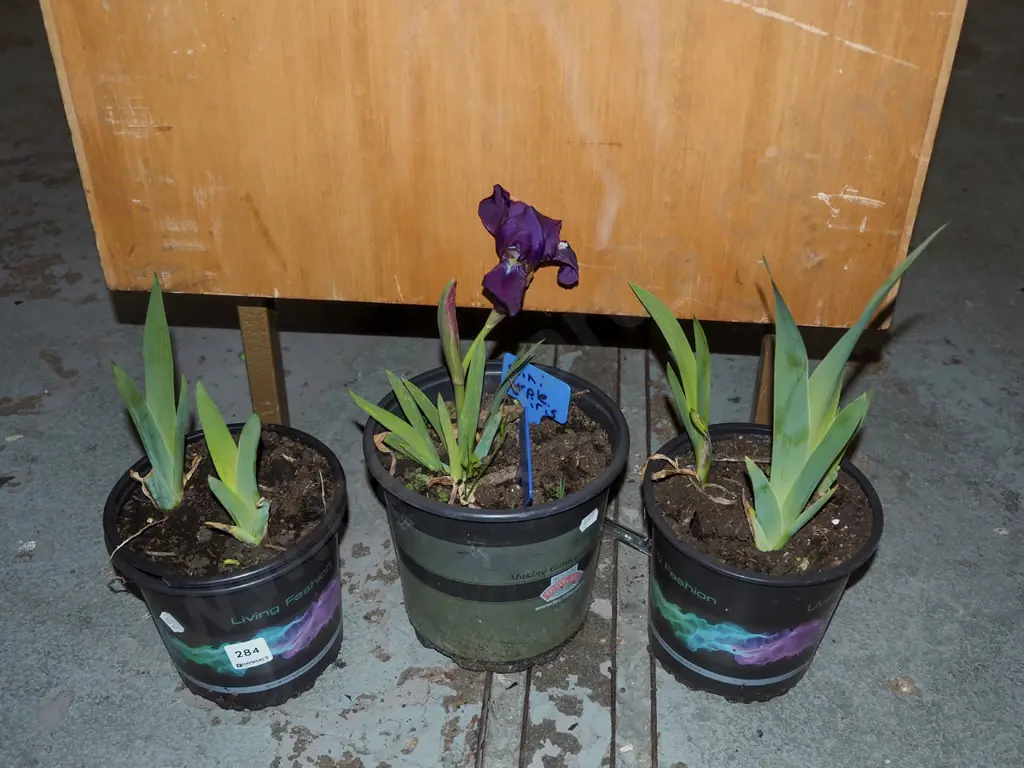 3x potted purple mini irses Image 1++