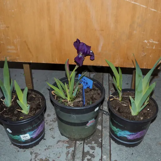 3x potted purple mini irses